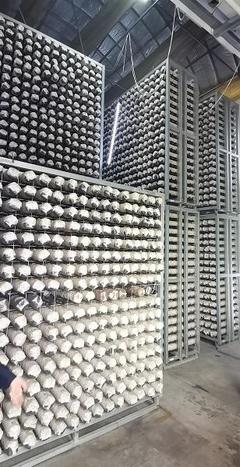 探尋齊長(zhǎng)城 長(zhǎng)城腳下“智慧工廠”助民增收，香菇基地里“枯木變金”激活網(wǎng)絡(luò)文化傳播